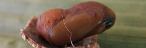 Pupae